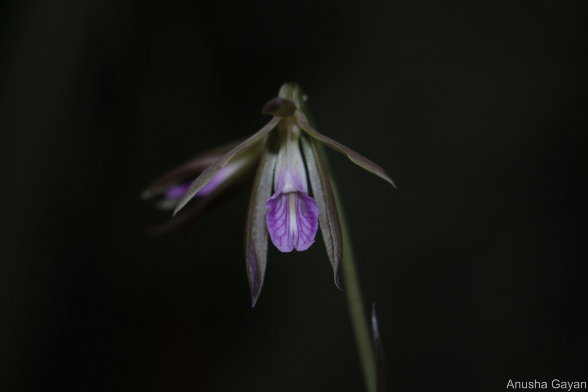Nervilia plicata (Andrews) Schltr.